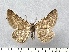  ( - BC_ZSM_Lep_116271)  @11 [ ] by-nc-sa (2024) SNSB, Staatliche Naturwissenschaftliche Sammlungen Bayerns ZSM (SNSB, Zoologische Staatssammlung Muenchen)