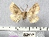  (Crocallis mirabica - BC_ZSM_Lep_116274)  @11 [ ] by-nc-sa (2024) SNSB, Staatliche Naturwissenschaftliche Sammlungen Bayerns ZSM (SNSB, Zoologische Staatssammlung Muenchen)
