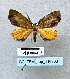  ( - BC_ZSM_Lep_116303)  @11 [ ] by-nc-sa (2024) SNSB, Staatliche Naturwissenschaftliche Sammlungen Bayerns ZSM (SNSB, Zoologische Staatssammlung Muenchen)
