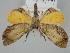  ( - BC_ZSM_Lep_116314)  @11 [ ] by-nc-sa (2024) SNSB, Staatliche Naturwissenschaftliche Sammlungen Bayerns ZSM (SNSB, Zoologische Staatssammlung Muenchen)