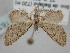  ( - BC_ZSM_Lep_116332)  @11 [ ] by-nc-sa (2024) SNSB, Staatliche Naturwissenschaftliche Sammlungen Bayerns ZSM (SNSB, Zoologische Staatssammlung Muenchen)