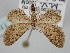  ( - BC_ZSM_Lep_116333)  @11 [ ] by-nc-sa (2024) SNSB, Staatliche Naturwissenschaftliche Sammlungen Bayerns ZSM (SNSB, Zoologische Staatssammlung Muenchen)