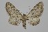  ( - BC_ZSM_Lep_120233)  @11 [ ] by-nc-sa (2025) SNSB, Staatliche Naturwissenschaftliche Sammlungen Bayerns ZSM (SNSB, Zoologische Staatssammlung Muenchen)