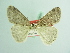  ( - BC ZSM Lep 93680_NGS)  @11 [ ] CreativeCommons - Attribution Non-Commercial Share-Alike (2016) SNSB, Staatliche Naturwissenschaftliche Sammlungen Bayerns ZSM (SNSB, Zoologische Staatssammlung Muenchen)