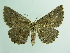  ( - BC ZSM Lep 93685_NGS)  @11 [ ] CreativeCommons - Attribution Non-Commercial Share-Alike (2016) SNSB, Staatliche Naturwissenschaftliche Sammlungen Bayerns ZSM (SNSB, Zoologische Staatssammlung Muenchen)