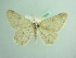  (Charissa pentheri - BC ZSM Lep 93695_NGS)  @11 [ ] CreativeCommons - Attribution Non-Commercial Share-Alike (2016) SNSB, Staatliche Naturwissenschaftliche Sammlungen Bayerns ZSM (SNSB, Zoologische Staatssammlung Muenchen)