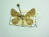  ( - BC ZSM Lep 93716_NGS)  @11 [ ] CreativeCommons - Attribution Non-Commercial Share-Alike (2016) SNSB, Staatliche Naturwissenschaftliche Sammlungen Bayerns ZSM (SNSB, Zoologische Staatssammlung Muenchen)