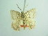  ( - BC ZSM Lep 93720_NGS)  @11 [ ] CreativeCommons - Attribution Non-Commercial Share-Alike (2016) SNSB, Staatliche Naturwissenschaftliche Sammlungen Bayerns ZSM (SNSB, Zoologische Staatssammlung Muenchen)