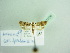  ( - BC ZSM Lep 93726_NGS)  @11 [ ] CreativeCommons - Attribution Non-Commercial Share-Alike (2016) SNSB, Staatliche Naturwissenschaftliche Sammlungen Bayerns ZSM (SNSB, Zoologische Staatssammlung Muenchen)