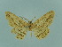  ( - BC ZSM Lep 93740_NGS)  @11 [ ] CreativeCommons - Attribution Non-Commercial Share-Alike (2016) SNSB, Staatliche Naturwissenschaftliche Sammlungen Bayerns ZSM (SNSB, Zoologische Staatssammlung Muenchen)