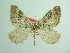  (Earophila kolomietsi - BC ZSM Lep 93746_NGS)  @11 [ ] CreativeCommons - Attribution Non-Commercial Share-Alike (2016) SNSB, Staatliche Naturwissenschaftliche Sammlungen Bayerns ZSM (SNSB, Zoologische Staatssammlung Muenchen)