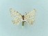  (Xanthorhoe pseudomajorata - BC ZSM Lep 93748_NGS)  @11 [ ] CreativeCommons - Attribution Non-Commercial Share-Alike (2016) SNSB, Staatliche Naturwissenschaftliche Sammlungen Bayerns ZSM (SNSB, Zoologische Staatssammlung Muenchen)