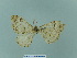  ( - BC ZSM Lep 93749_NGS)  @11 [ ] CreativeCommons - Attribution Non-Commercial Share-Alike (2016) SNSB, Staatliche Naturwissenschaftliche Sammlungen Bayerns ZSM (SNSB, Zoologische Staatssammlung Muenchen)
