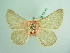  ( - BC ZSM Lep 93761_NGS)  @11 [ ] CreativeCommons - Attribution Non-Commercial Share-Alike (2016) SNSB, Staatliche Naturwissenschaftliche Sammlungen Bayerns ZSM (SNSB, Zoologische Staatssammlung Muenchen)