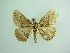  ( - BC ZSM Lep 93762_NGS)  @12 [ ] CreativeCommons - Attribution Non-Commercial Share-Alike (2016) SNSB, Staatliche Naturwissenschaftliche Sammlungen Bayerns ZSM (SNSB, Zoologische Staatssammlung Muenchen)