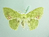  ( - BC ZSM Lep 93765_NGS)  @11 [ ] CreativeCommons - Attribution Non-Commercial Share-Alike (2016) SNSB, Staatliche Naturwissenschaftliche Sammlungen Bayerns ZSM (SNSB, Zoologische Staatssammlung Muenchen)