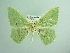  ( - BC ZSM Lep 93767_NGS)  @11 [ ] CreativeCommons - Attribution Non-Commercial Share-Alike (2016) SNSB, Staatliche Naturwissenschaftliche Sammlungen Bayerns ZSM (SNSB, Zoologische Staatssammlung Muenchen)