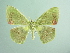 (Rhodochlora AH05Pe - BC ZSM Lep 93769_NGS)  @11 [ ] CreativeCommons - Attribution Non-Commercial Share-Alike (2016) SNSB, Staatliche Naturwissenschaftliche Sammlungen Bayerns ZSM (SNSB, Zoologische Staatssammlung Muenchen)