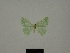  ( - BC ZSM Lep Types 00005)  @11 [ ] Axel Hausmann/Bavarian State Collection of Zoology (ZSM) (2016) Axel Hausmann/Bavarian State Collection of Zoology (ZSM) Bavarian State Collection of Zoology