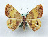  (Ophthalmoblysis GM02 - BC ZSM Lep Types 00010)  @11 [ ] Axel Hausmann/Bavarian State Collection of Zoology (ZSM) (2016) Axel Hausmann/Bavarian State Collection of Zoology (ZSM) Bavarian State Collection of Zoology