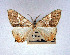  (Pityeja picta - BC ZSM Lep Types 00013)  @11 [ ] Axel Hausmann/Bavarian State Collection of Zoology (ZSM) (2016) Axel Hausmann/Bavarian State Collection of Zoology (ZSM) Bavarian State Collection of Zoology
