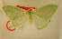  ( - BMNH E 1377493)  @11 [ ] Axel Hausmann/Bavarian State Collection of Zoology (ZSM) (2016) Axel Hausmann/Bavarian State Collection of Zoology (ZSM) Bavarian State Collection of Zoology