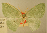  ( - BMNH E 1377545)  @11 [ ] Axel Hausmann/Bavarian State Collection of Zoology (ZSM) (2016) Axel Hausmann/Bavarian State Collection of Zoology (ZSM) Bavarian State Collection of Zoology