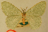  ( - BMNH E 1377547)  @11 [ ] Axel Hausmann/Bavarian State Collection of Zoology (ZSM) (2016) Axel Hausmann/Bavarian State Collection of Zoology (ZSM) Bavarian State Collection of Zoology