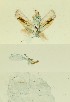  (Prasinocyma AH201 - BC ZSM Lep 114663)  @11 [ ] by-nc-sa (2023) SNSB, Staatliche Naturwissenschaftliche Sammlungen Bayerns ZSM (SNSB, Zoologische Staatssammlung Muenchen)