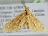  ( - BC ZSM Lep 104801)  @11 [ ] CreativeCommons - Attribution Non-Commercial Share-Alike (2019) SNSB, Staatliche Naturwissenschaftliche Sammlungen Bayerns ZSM (SNSB, Zoologische Staatssammlung Muenchen)