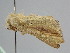  ( - BC ZSM Lep 104842)  @11 [ ] CreativeCommons - Attribution Non-Commercial Share-Alike (2019) SNSB, Staatliche Naturwissenschaftliche Sammlungen Bayerns ZSM (SNSB, Zoologische Staatssammlung Muenchen)