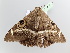  ( - BC ZSM Lep 104847)  @11 [ ] CreativeCommons - Attribution Non-Commercial Share-Alike (2019) SNSB, Staatliche Naturwissenschaftliche Sammlungen Bayerns ZSM (SNSB, Zoologische Staatssammlung Muenchen)