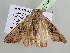  ( - BC ZSM Lep 104862)  @11 [ ] CreativeCommons - Attribution Non-Commercial Share-Alike (2019) SNSB, Staatliche Naturwissenschaftliche Sammlungen Bayerns ZSM (SNSB, Zoologische Staatssammlung Muenchen)