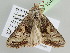  ( - BC ZSM Lep 104879)  @11 [ ] CreativeCommons - Attribution Non-Commercial Share-Alike (2019) SNSB, Staatliche Naturwissenschaftliche Sammlungen Bayerns ZSM (SNSB, Zoologische Staatssammlung Muenchen)