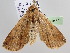  ( - BC ZSM Lep 104894)  @11 [ ] CreativeCommons - Attribution Non-Commercial Share-Alike (2019) SNSB, Staatliche Naturwissenschaftliche Sammlungen Bayerns ZSM (SNSB, Zoologische Staatssammlung Muenchen)