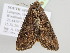  ( - BC ZSM Lep 104896)  @11 [ ] CreativeCommons - Attribution Non-Commercial Share-Alike (2019) SNSB, Staatliche Naturwissenschaftliche Sammlungen Bayerns ZSM (SNSB, Zoologische Staatssammlung Muenchen)