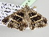  ( - BC ZSM Lep 104924)  @13 [ ] CreativeCommons - Attribution Non-Commercial Share-Alike (2019) SNSB, Staatliche Naturwissenschaftliche Sammlungen Bayerns ZSM (SNSB, Zoologische Staatssammlung Muenchen)