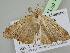  ( - BC ZSM Lep 104928)  @11 [ ] CreativeCommons - Attribution Non-Commercial Share-Alike (2019) SNSB, Staatliche Naturwissenschaftliche Sammlungen Bayerns ZSM (SNSB, Zoologische Staatssammlung Muenchen)