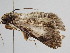  ( - BC ZSM Lep 104993)  @11 [ ] CreativeCommons - Attribution Non-Commercial Share-Alike (2019) SNSB, Staatliche Naturwissenschaftliche Sammlungen Bayerns ZSM (SNSB, Zoologische Staatssammlung Muenchen)