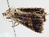  ( - BC ZSM Lep 105011)  @12 [ ] CreativeCommons - Attribution Non-Commercial Share-Alike (2019) SNSB, Staatliche Naturwissenschaftliche Sammlungen Bayerns ZSM (SNSB, Zoologische Staatssammlung Muenchen)