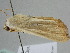  ( - BC ZSM Lep 105028)  @11 [ ] CreativeCommons - Attribution Non-Commercial Share-Alike (2019) SNSB, Staatliche Naturwissenschaftliche Sammlungen Bayerns ZSM (SNSB, Zoologische Staatssammlung Muenchen)