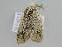 ( - BC ZSM Lep 105047)  @11 [ ] CreativeCommons - Attribution Non-Commercial Share-Alike (2019) SNSB, Staatliche Naturwissenschaftliche Sammlungen Bayerns ZSM (SNSB, Zoologische Staatssammlung Muenchen)