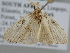  ( - BC ZSM Lep 105104)  @11 [ ] CreativeCommons - Attribution Non-Commercial Share-Alike (2019) SNSB, Staatliche Naturwissenschaftliche Sammlungen Bayerns ZSM (SNSB, Zoologische Staatssammlung Muenchen)