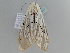  ( - BC ZSM Lep 105111)  @11 [ ] CreativeCommons - Attribution Non-Commercial Share-Alike (2019) SNSB, Staatliche Naturwissenschaftliche Sammlungen Bayerns ZSM (SNSB, Zoologische Staatssammlung Muenchen)