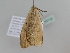  ( - BC ZSM Lep 105115)  @11 [ ] CreativeCommons - Attribution Non-Commercial Share-Alike (2019) SNSB, Staatliche Naturwissenschaftliche Sammlungen Bayerns ZSM (SNSB, Zoologische Staatssammlung Muenchen)
