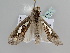  ( - BC ZSM Lep 105121)  @11 [ ] CreativeCommons - Attribution Non-Commercial Share-Alike (2019) SNSB, Staatliche Naturwissenschaftliche Sammlungen Bayerns ZSM (SNSB, Zoologische Staatssammlung Muenchen)