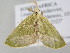  ( - BC ZSM Lep 105317)  @11 [ ] CreativeCommons - Attribution Non-Commercial Share-Alike (2019) SNSB, Staatliche Naturwissenschaftliche Sammlungen Bayerns ZSM (SNSB, Zoologische Staatssammlung Muenchen)