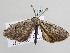  ( - BC ZSM Lep 105319)  @11 [ ] CreativeCommons - Attribution Non-Commercial Share-Alike (2019) SNSB, Staatliche Naturwissenschaftliche Sammlungen Bayerns ZSM (SNSB, Zoologische Staatssammlung Muenchen)