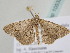  ( - BC ZSM Lep 105323)  @12 [ ] CreativeCommons - Attribution Non-Commercial Share-Alike (2019) SNSB, Staatliche Naturwissenschaftliche Sammlungen Bayerns ZSM (SNSB, Zoologische Staatssammlung Muenchen)