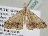  ( - BC ZSM Lep 105326)  @12 [ ] CreativeCommons - Attribution Non-Commercial Share-Alike (2019) SNSB, Staatliche Naturwissenschaftliche Sammlungen Bayerns ZSM (SNSB, Zoologische Staatssammlung Muenchen)